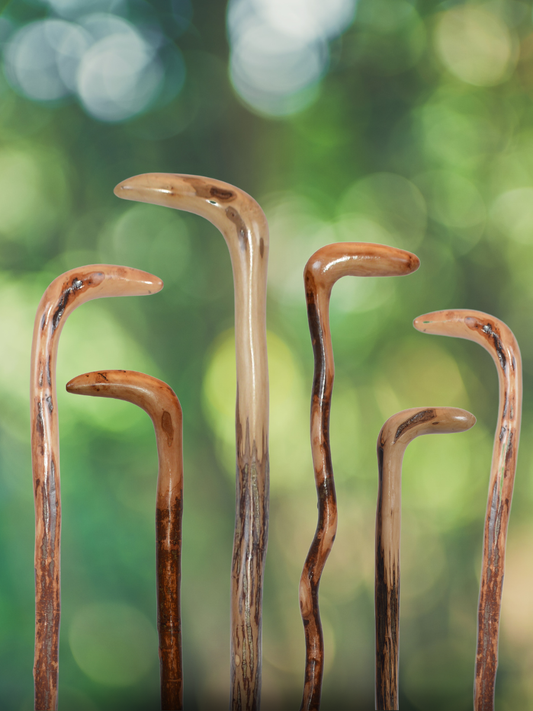 Wild Wood Root Canes